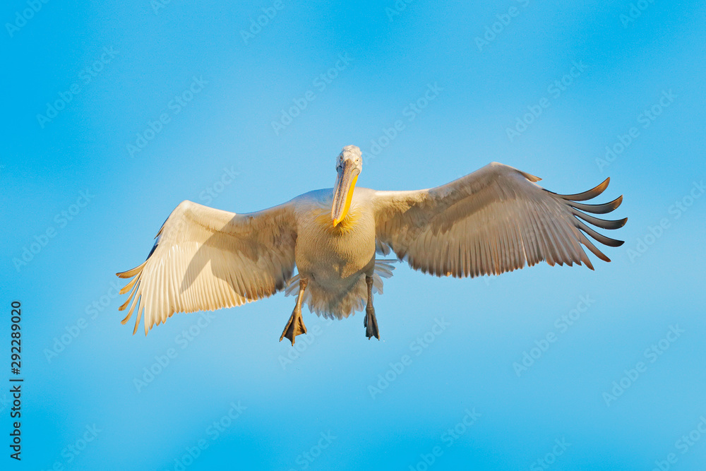 白鹈鹕，Pelecanus onocrotalus，降落在希腊克基尼湖。张开翅膀的鹈鹕。野生