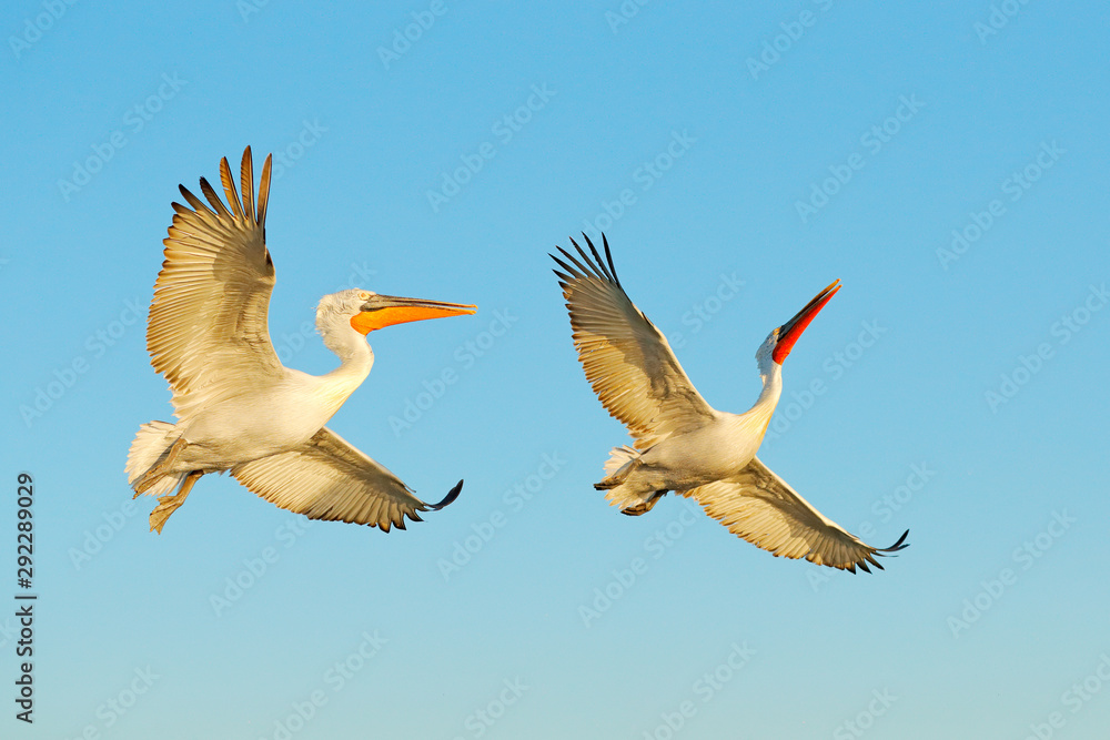 白鹈鹕，Pelecanus onocrotalus，降落在希腊克基尼湖。张开翅膀的鹈鹕。野生