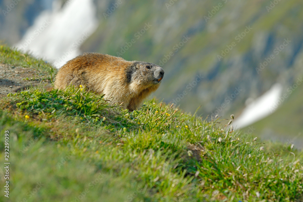 可爱的胖动物Marmot，坐在意大利阿尔卑斯山自然岩山栖息地的草地上。野生动物