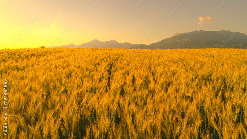 Wheat heads on field under tall mountain swinging in summer breeze