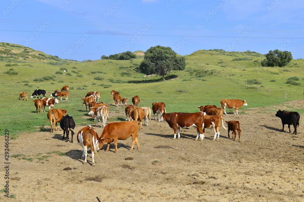 Cattle herd of the grasslands