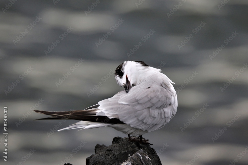 açores