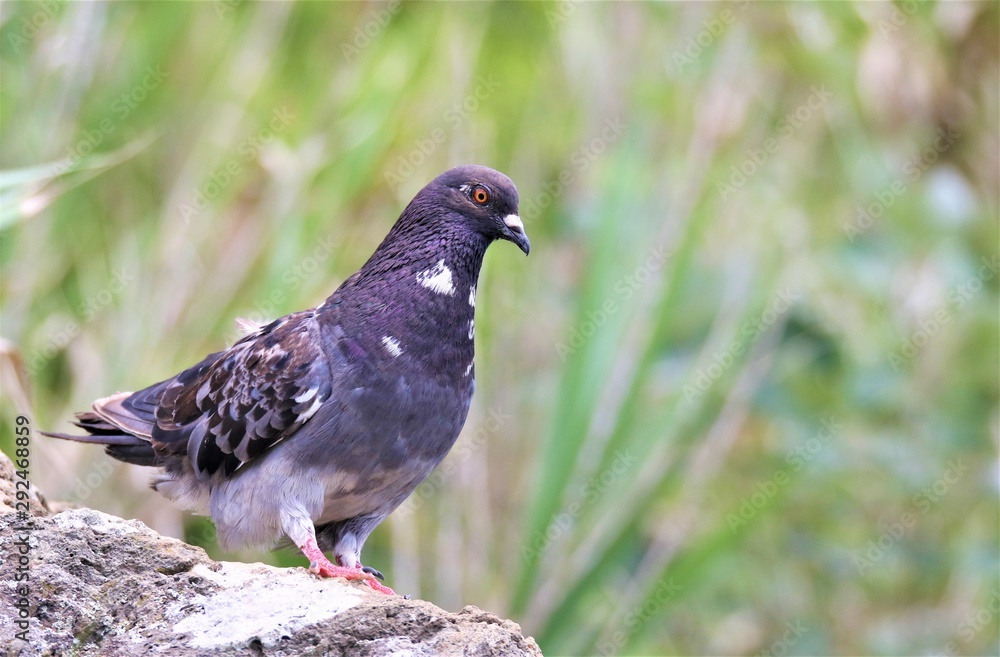 açores