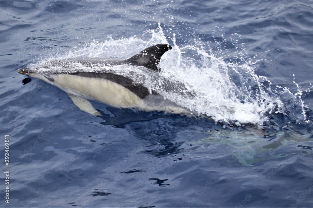 Dauphin Açores