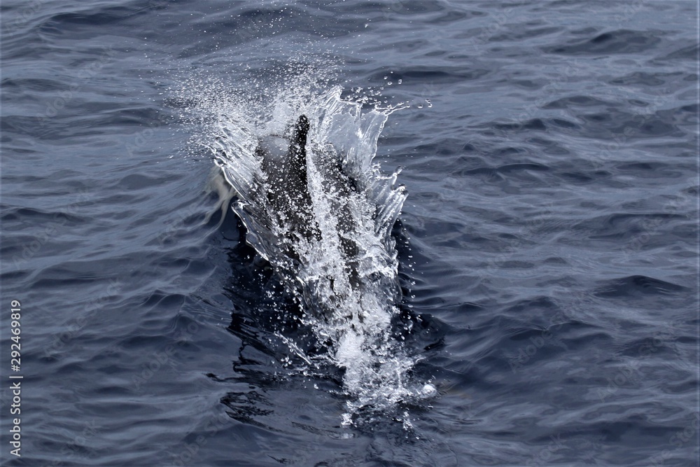 Dauphin Açores