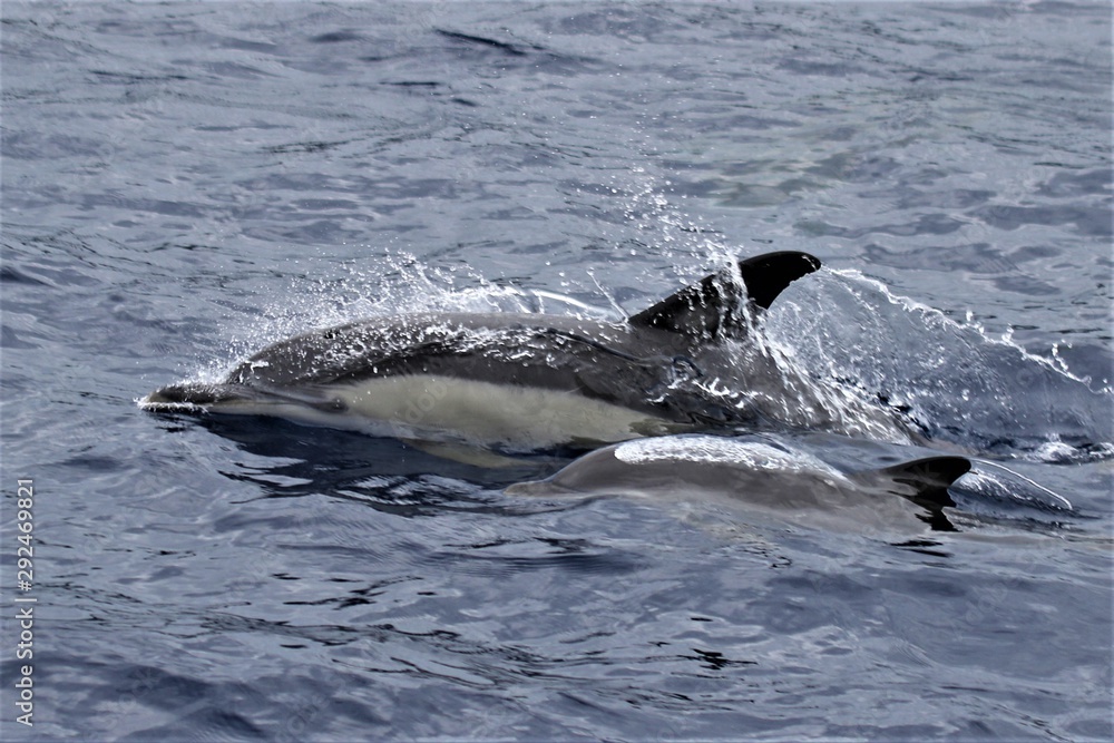 Dauphin Açores