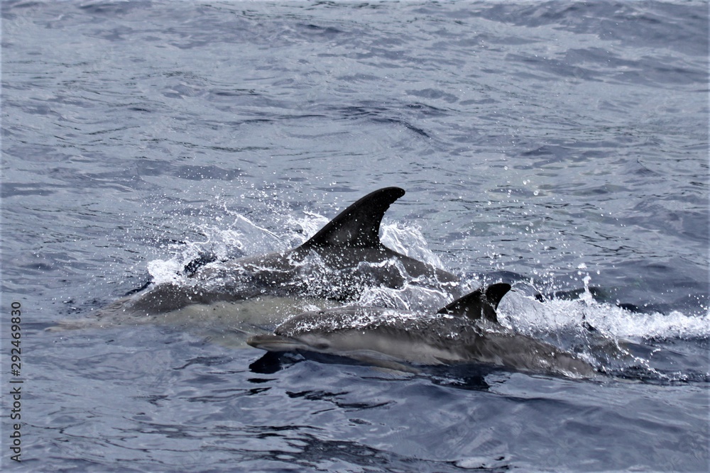 Dauphin Açores