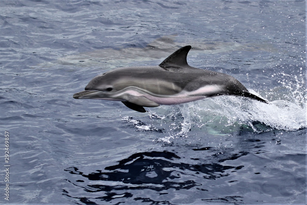 Dauphin Açores