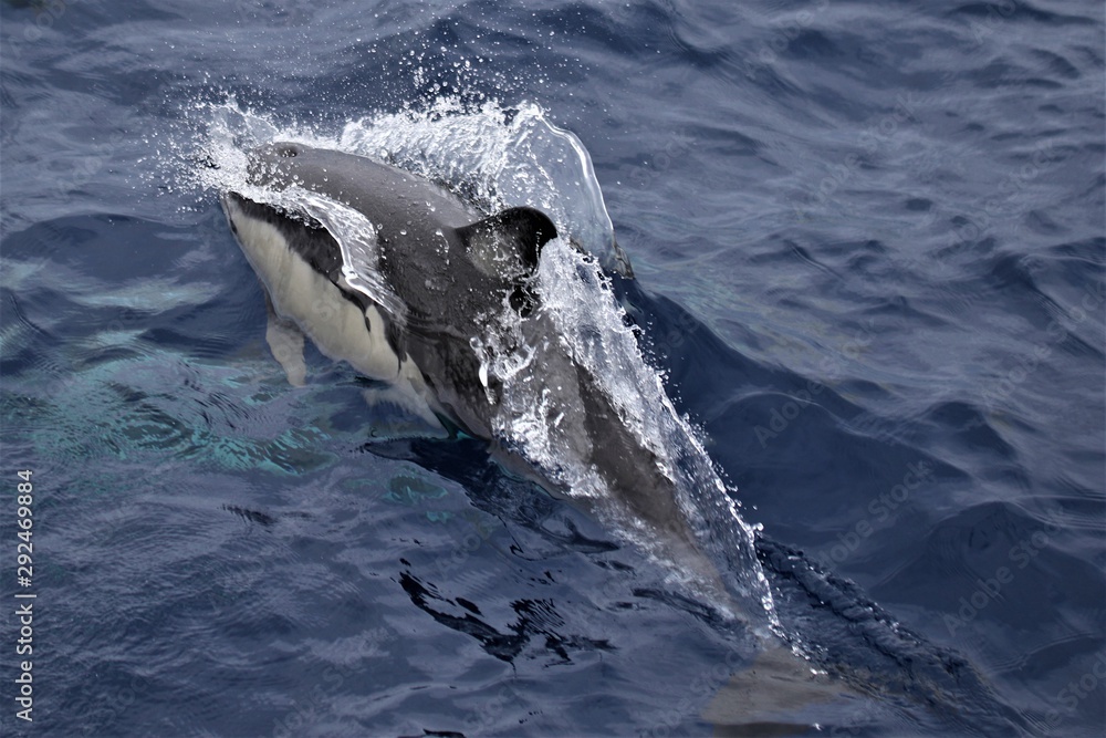 Dauphin Açores