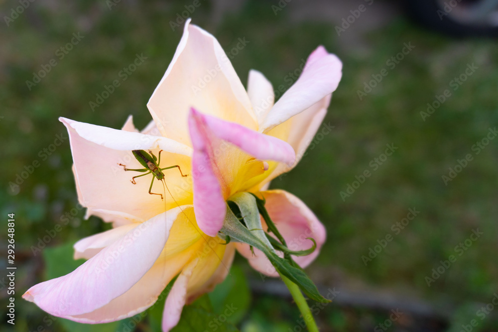 玫瑰花头上的绿色草蜢