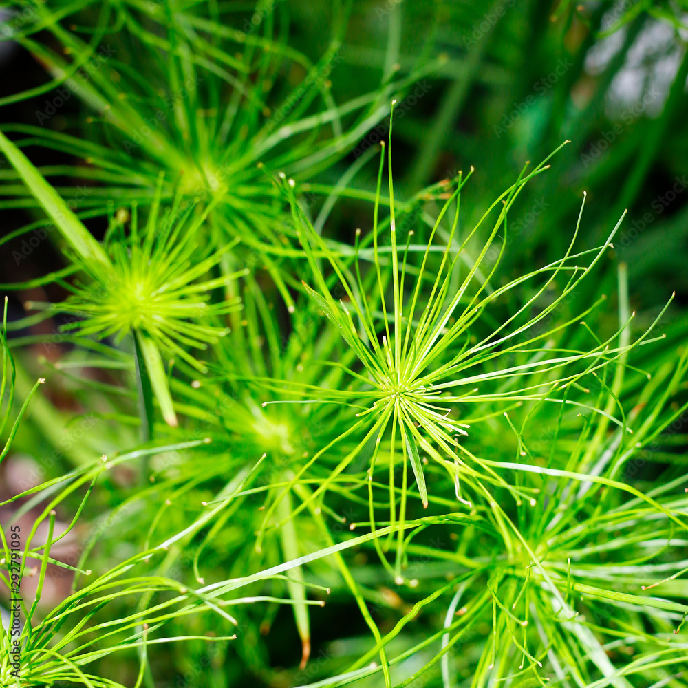 植物园里生长的纸莎草植物特写