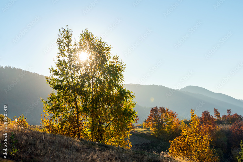 美丽的风景，神奇的秋树和落叶