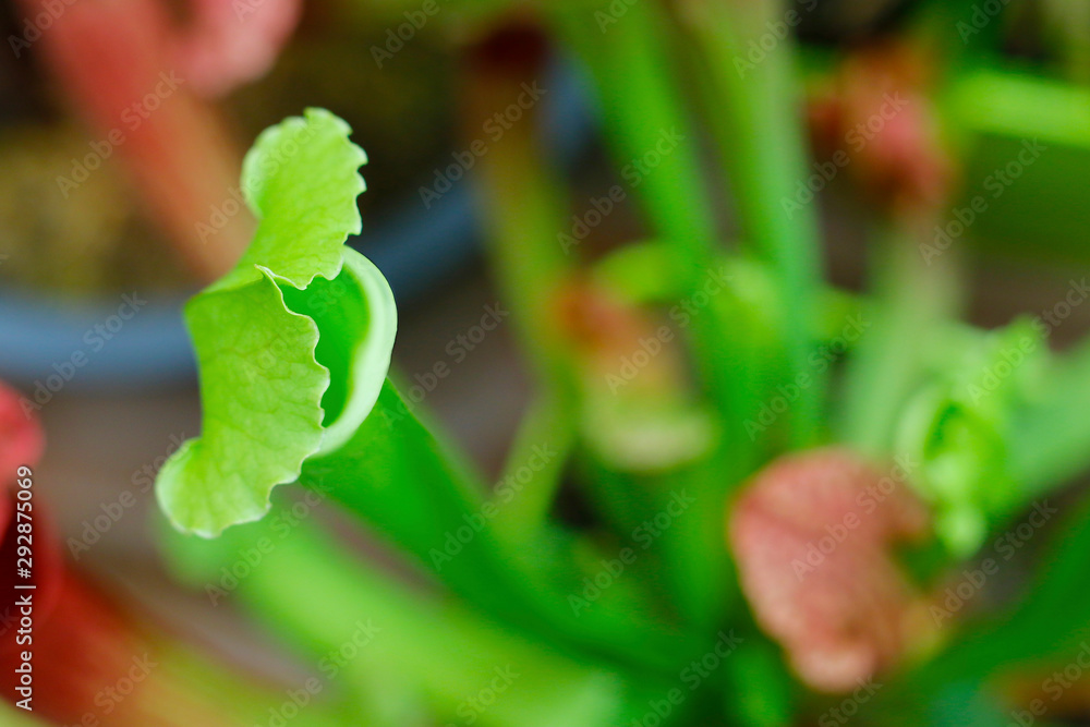 Pitcher ,carnivorous plant,Nepenthes, in the rain forest