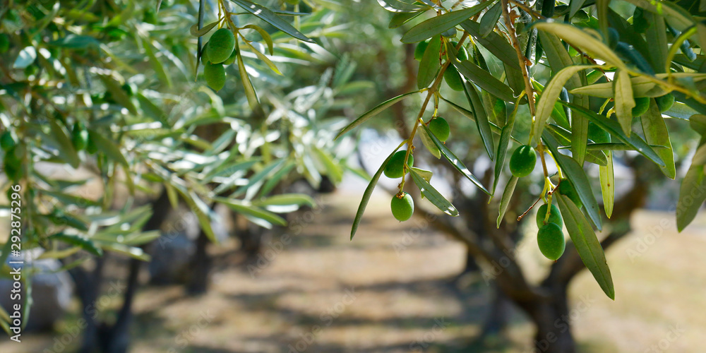 green olives growing in olive tree ,in mediterranean plantation