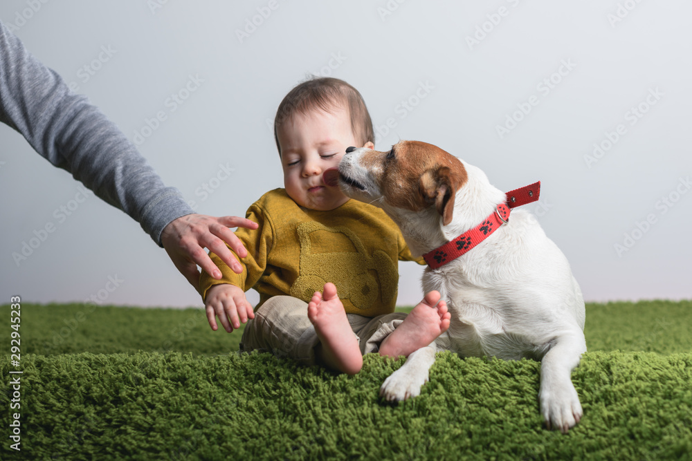 Kid with jack russel terrier puppy on green carpet. Dog and small boy friends