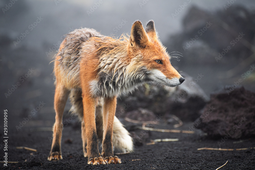 一只华丽的野生红狐（Vulpes Vulpes）在寻找食物