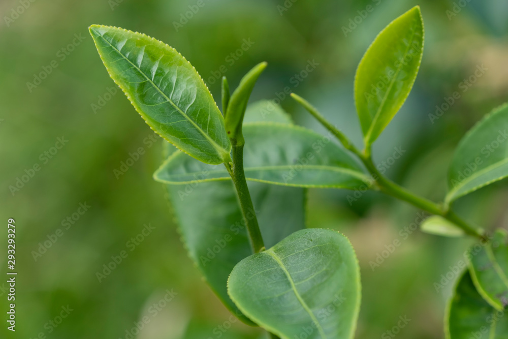 种植园田间鲜生有机绿茶叶之冠