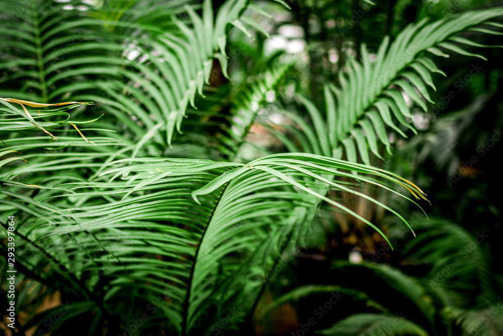 abstract pattern with green leaf close up in greenhouse