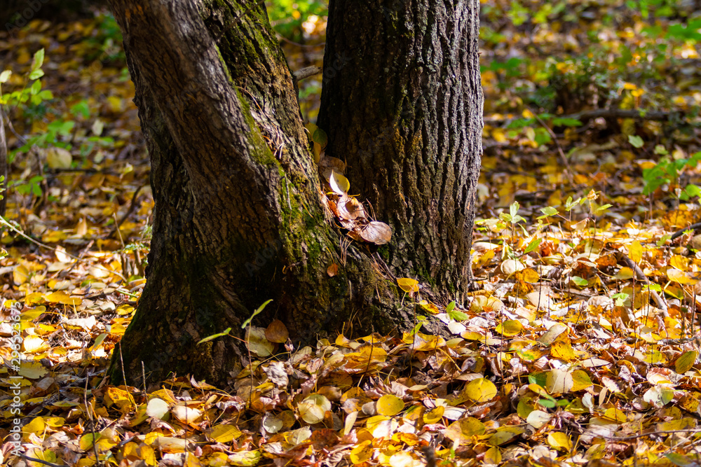 Old stump in the forest, autumn landscape.