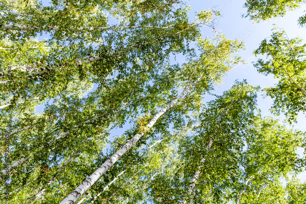 Green birch forest in the sky, summer nature landscape.