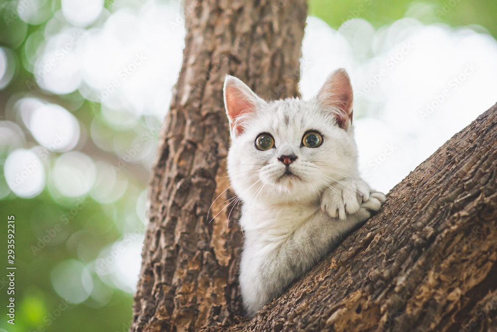 可爱的短发猫在树上玩耍，背景是美丽的绿叶