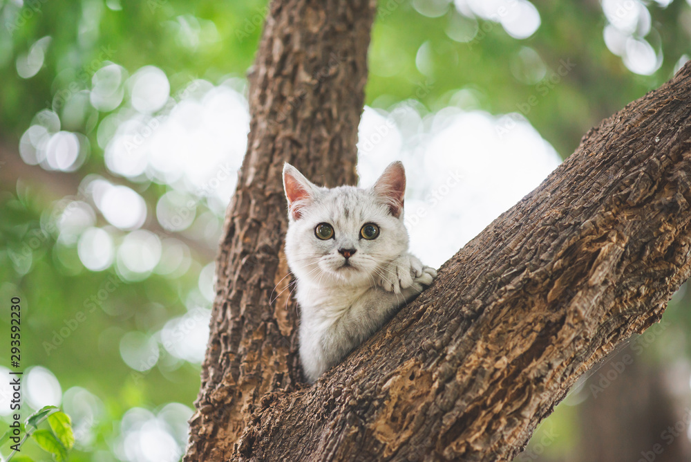 可爱的短发猫在树上玩耍，背景是美丽的绿叶