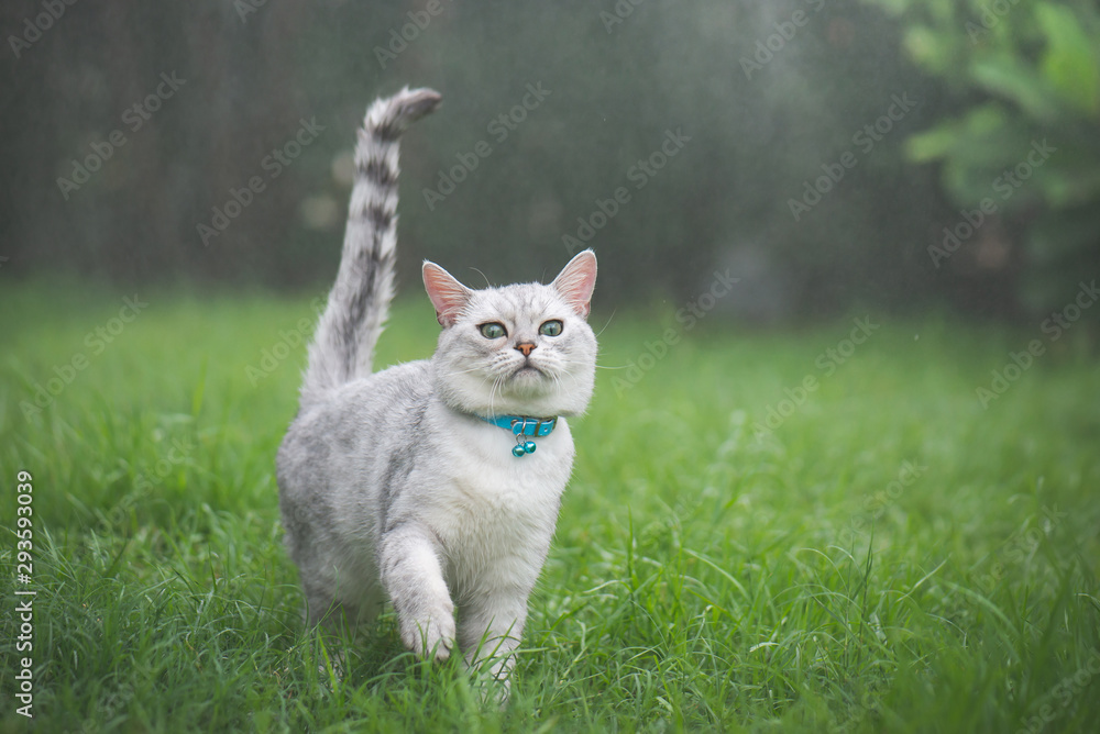 Cute cat playing in the park