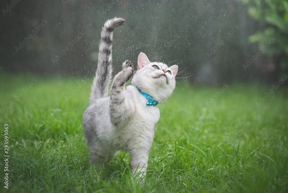 Cute cat playing in the park