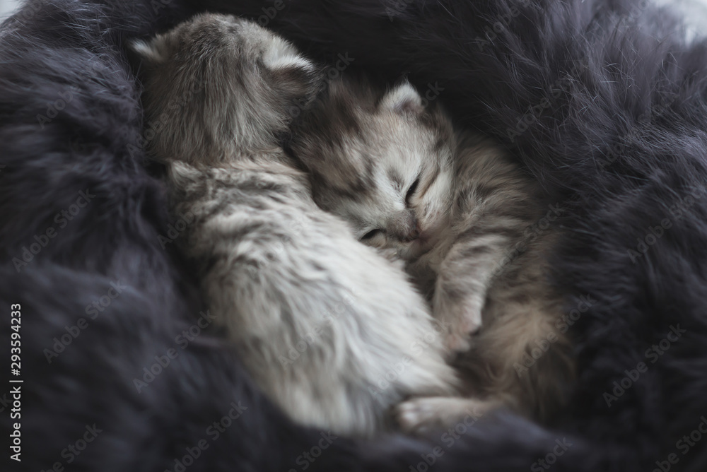  kittens sleeping on black fur