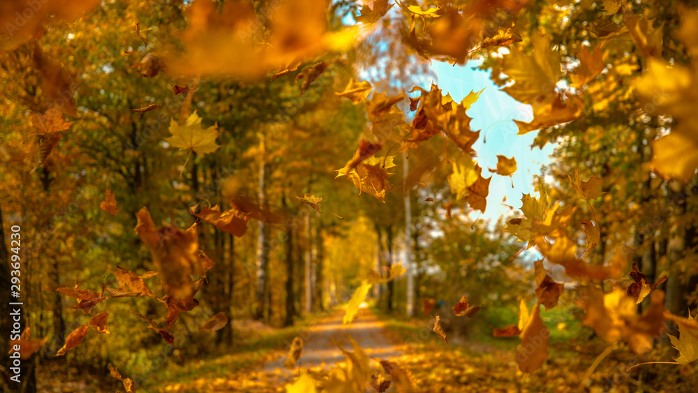 CLOSE UP: Scenic shot of tree leaves falling from the canopies and onto trail