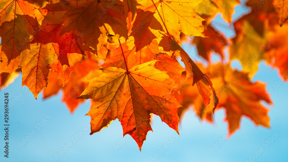 CLOSE UP: Tree leaves rustle in autumn breeze blowing through the colorful park.