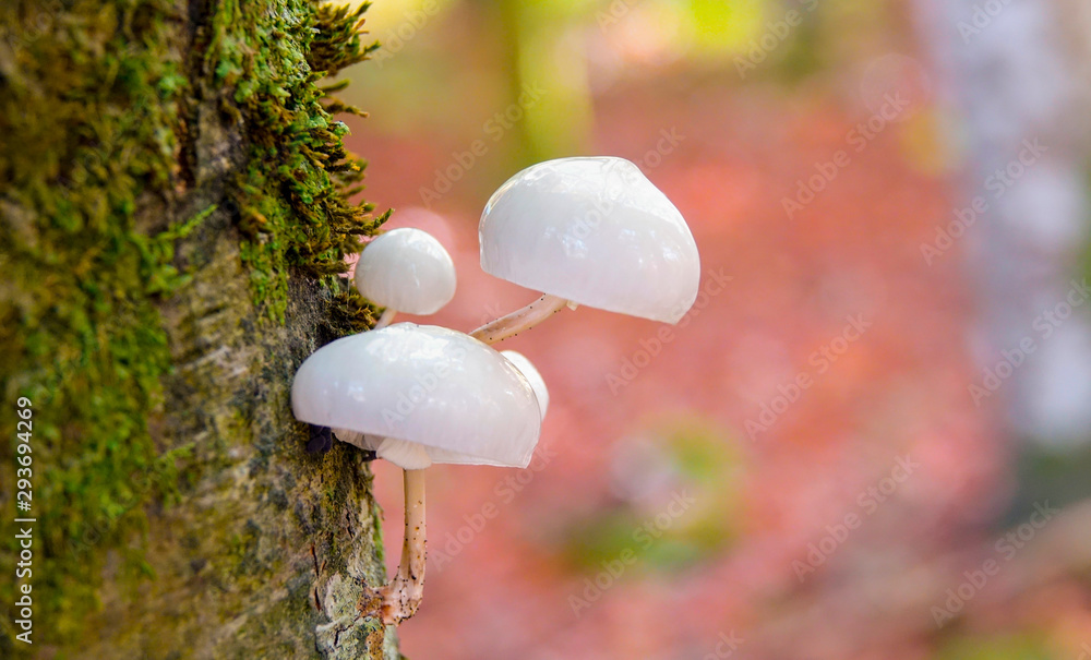 MACRO，DOF：长满青苔的树干上长出有毒的亮白色蘑菇。