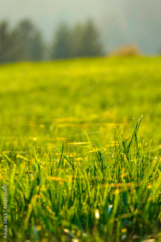 MACRO: Scenic shot of morning dew and cobwebs gathering on the growing lawn