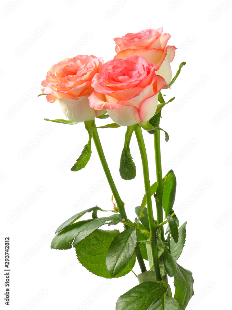 Beautiful rose flowers on white background