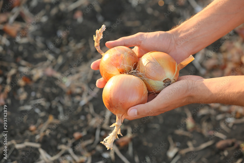 Male farmer with gathered onions in field, closeup