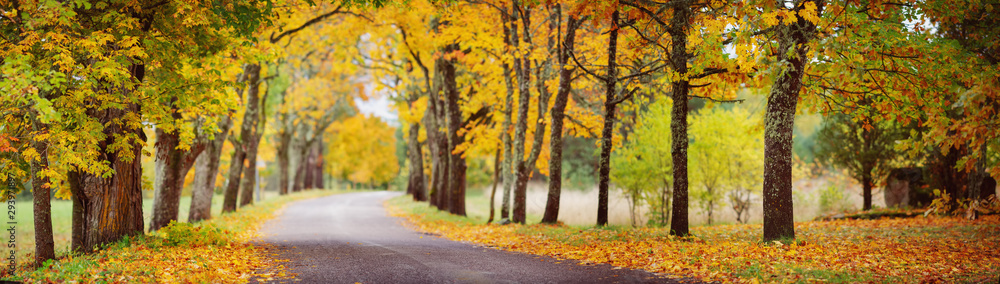 asphalt road with beautiful trees in autumn