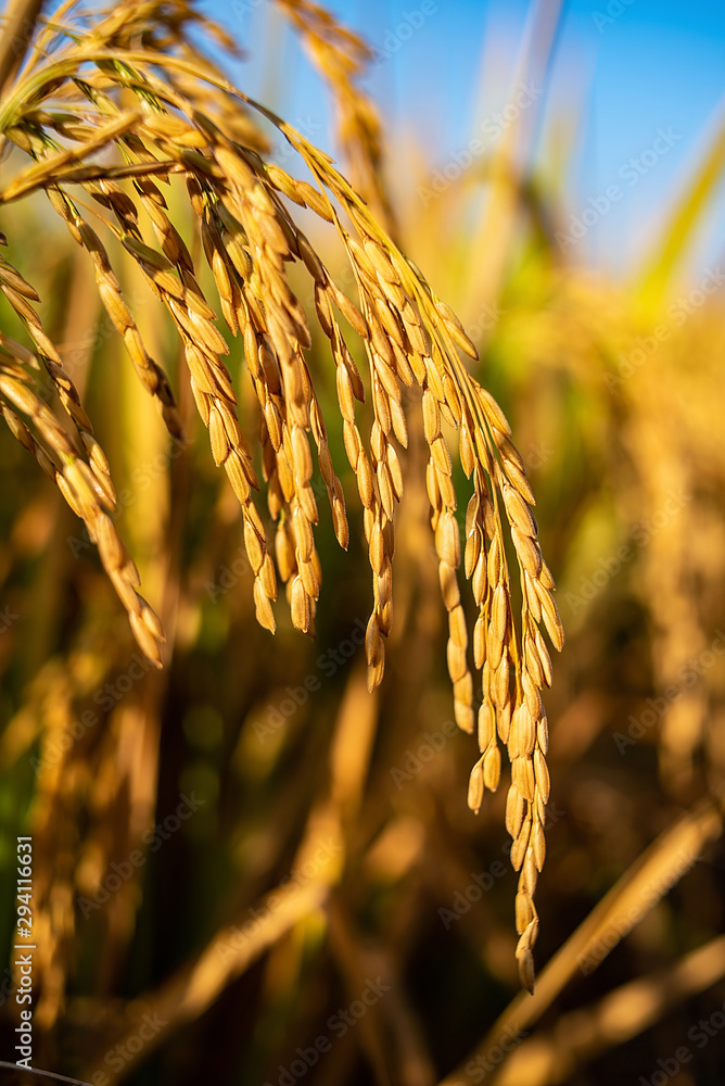 Golden yellow rice ear of rice growing in autumn paddy field