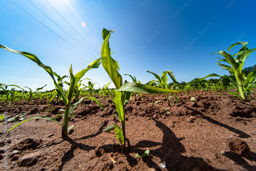 Agricultural field with corn seedlings