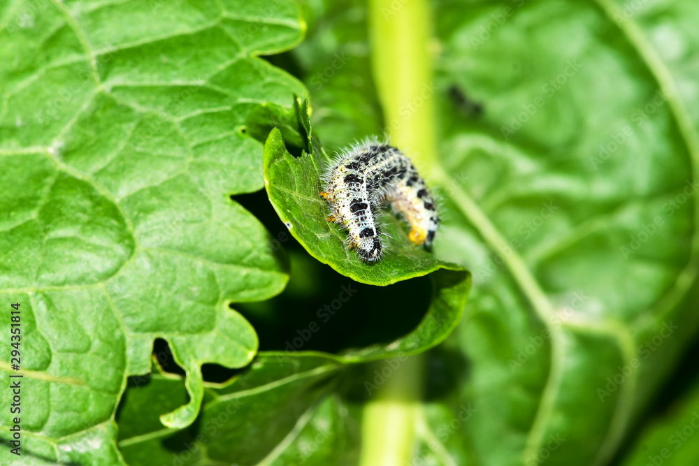 Cabbage butterfly caterpillar is seen as a pest for commercial agriculture.