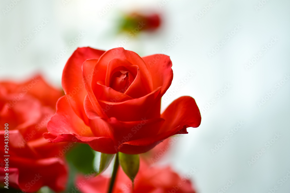 Fresh beautiful scarlet roses in natural setting close up