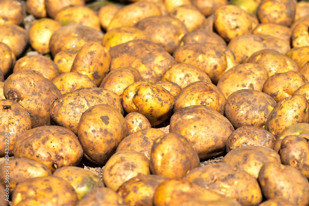 Drying potatoes in the garden