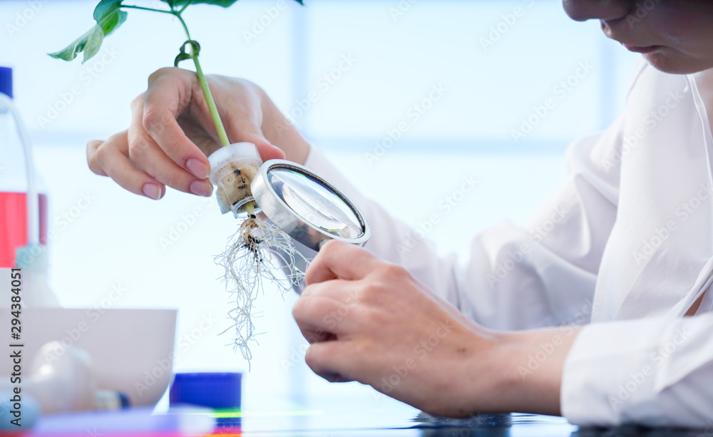 研究水培方法种植的植物。实验室里的女孩检查植物