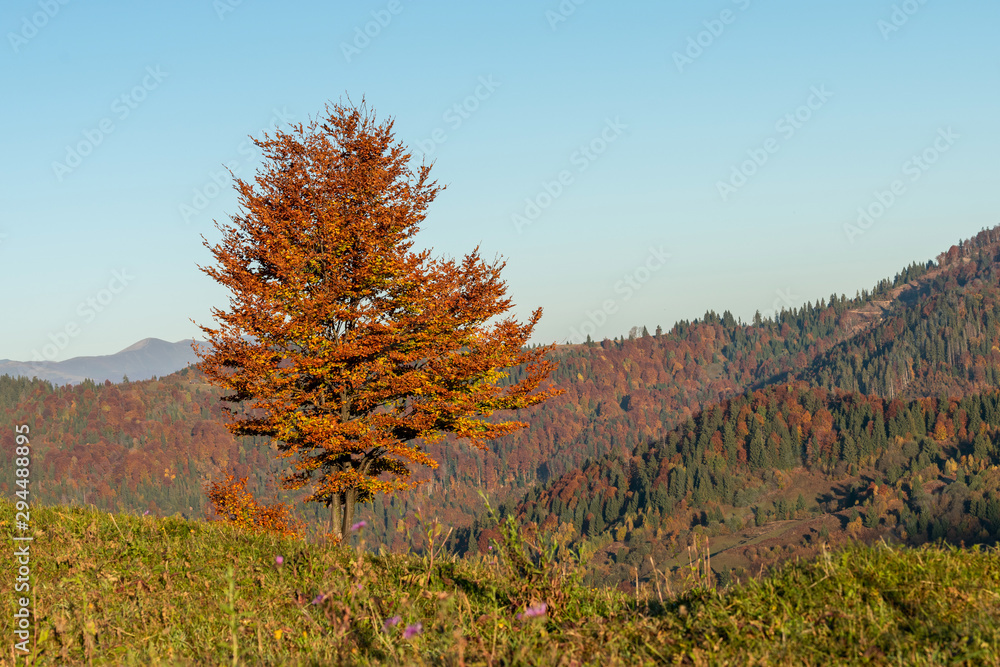 美丽的风景，神奇的秋树和落叶