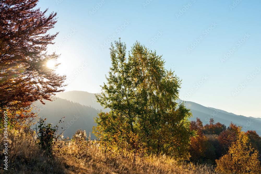 美丽的风景，神奇的秋树和落叶