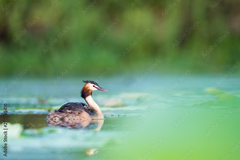 美丽的大冠grebe