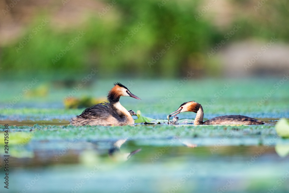 beautiful great crested grebe