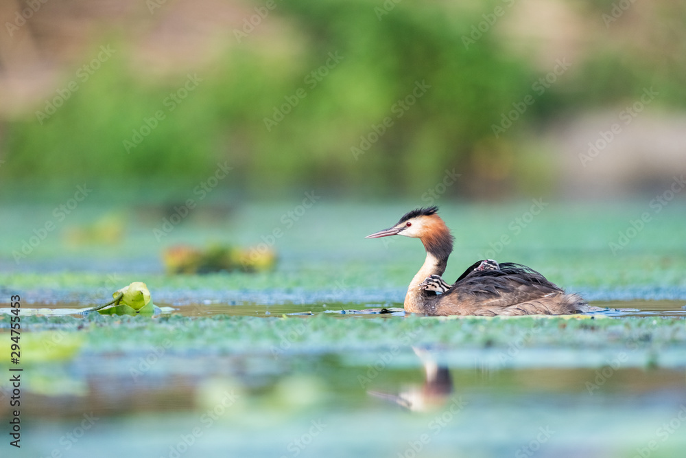 美丽的大冠grebe