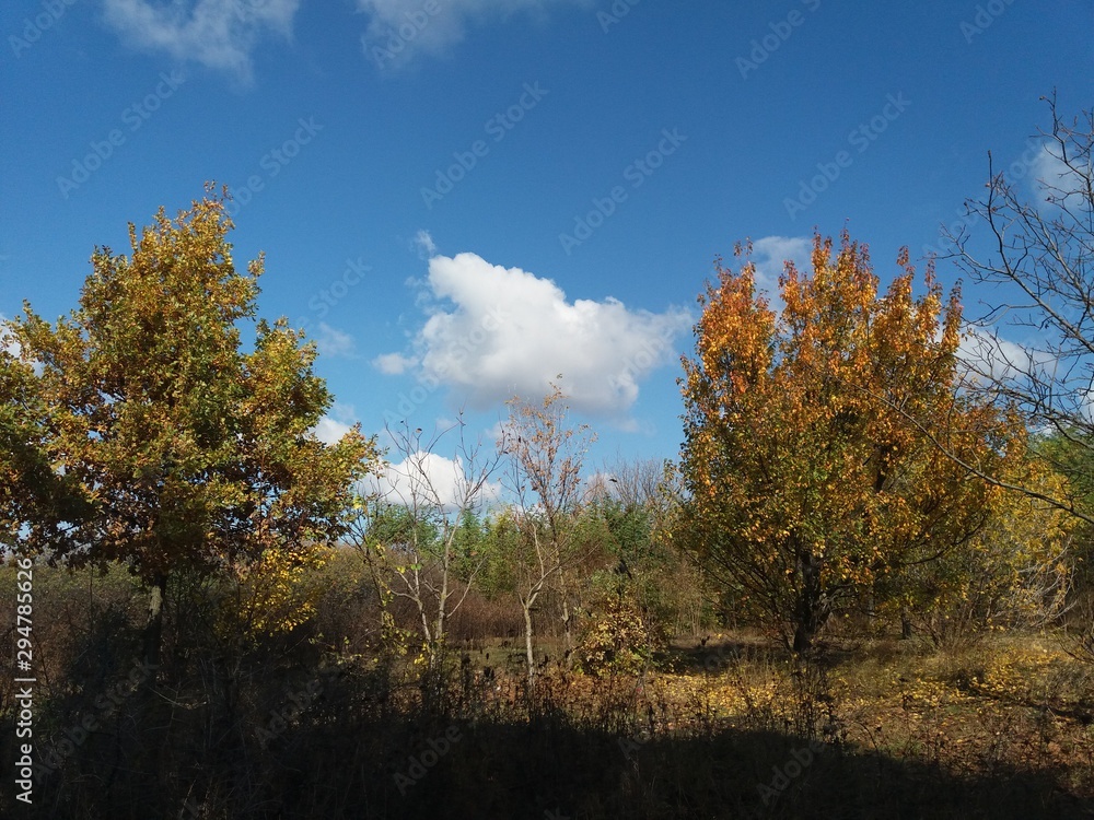 树木。自然。森林。风景。秋天。