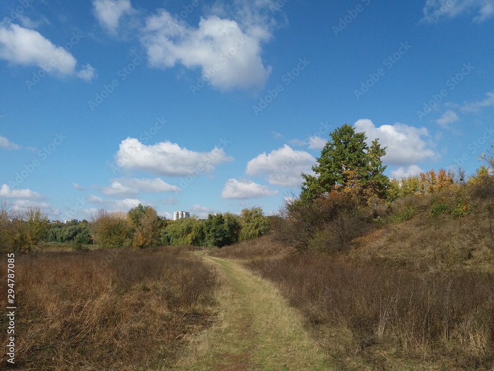 树木。自然。森林。风景。秋天。