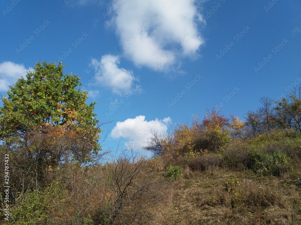 树木。自然。森林。风景。秋天。